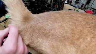 Canadian Marconi Model 160 Video #21 - Trimmer Inserted