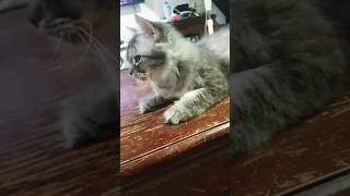 Sweetie Pie  cat cute shorts