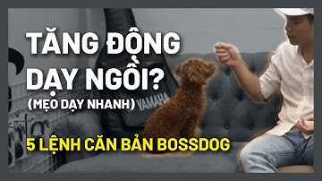 Mẹo dạy chó Ngồi nằm - Áp dụng chó tăng động | Huấn luyện chó cơ bản BossDog (BOSS290719)