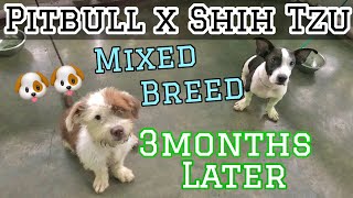 Pitbull x Shih Tzu Mixed Breed Puppies 3mos later | Mico Vlogs