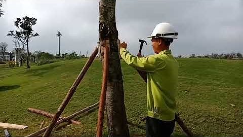 Hướng dẫn chống cây bóng mát