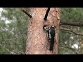 Птенец пестрого дятла в дупле | Woodpecker chick at the nest