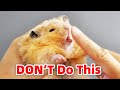 How to pick up hamsters without being bitten