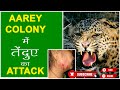 Leopard attack in Aarey Colony | Mumbai में तेंदुए के हमलों से परेशान लोग |