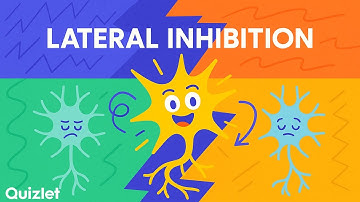 Lateral Inhibition Explained | Why Your Brain Loves Contrast