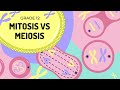 Mitosis and Meiosis Quiz