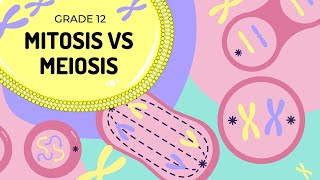 Differences between Mitosis and Meiosis