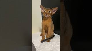 How to understand that your cat love you ❤ #shots #cat #abyssinian