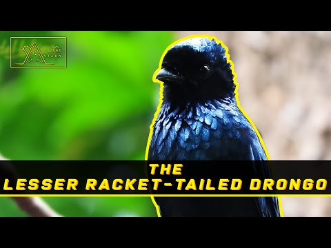 Video: Drongo-Vogel: schlau und schön