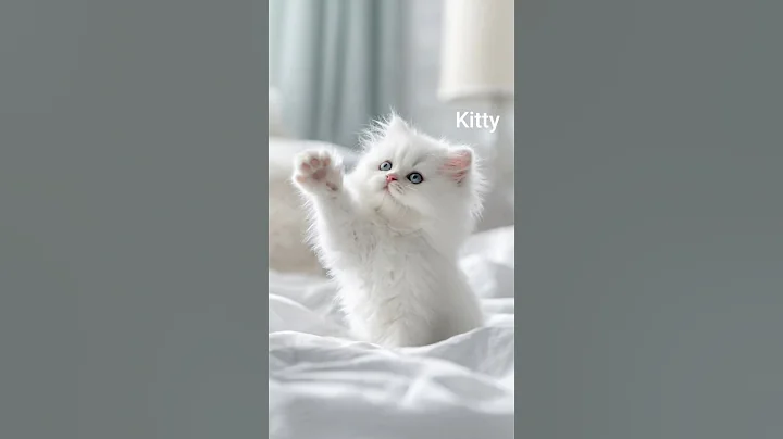 Video 11843111: cutest persian kitten, persiancat kitten, persiancat kitten cute, persian kitten playing
