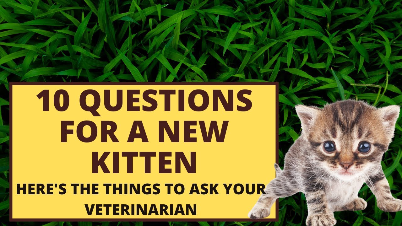 10 important questions to ask a veterinarian about a kitten YouTube