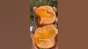 Hồng giòn Nhật bạn sẵn quả em mới về ạ ☎️092.391.6866 #nhavuonngoclam #cayanqua #honggionnhatban ￼