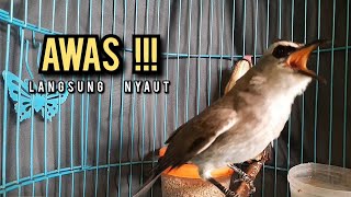 trucukan ropel panjang AMPUH buat pancingan trucukan agar bunyi JADIKAN burung trucukan gacor EMOSI