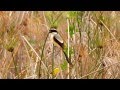 Long-tailed Shrike-Singapore