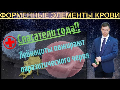 Форменные элементы крови. Эритроциты, лейкоциты, тромбоциты