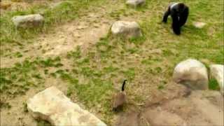 Gorilla vs Goose (Fighting)