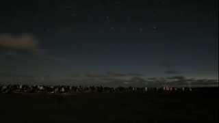 Penguin Colony Time Lapse at Night