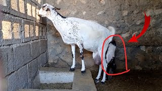 Goat Gives Birth – Incredible Footage of Baby Goat’s First Moments!