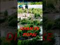 धान की रोपाई #ropani #ropaniya #kheti #khetibadi #dhaankikheti #dhaan #trendingshorts #horts #viral