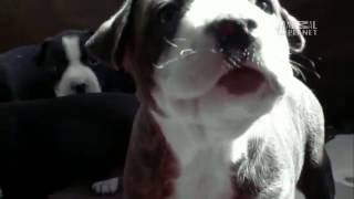 Dogs 101 - American Pit Bull by DivineDanes 4,636 views 11 years ago 4 minutes, 12 seconds