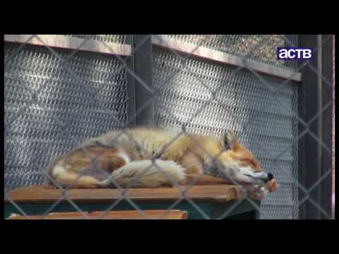 Почему на Сахалине лисы выходят к человеку