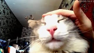 Very Nice Cat 🐱 by GOOD ALEX 229 views 3 years ago 1 minute, 7 seconds