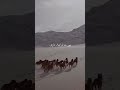"Echoes of Karbala – Tribute to Imam Hussain (RA)"😭#muharram #islam #hussain #viralshort #tawheed