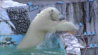 ホッキョクグマのプール遊び ~Polar Bears in pool