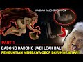 Mengintip leak pakek obor dayuh kelihatan tengkorak penghuni kuburan