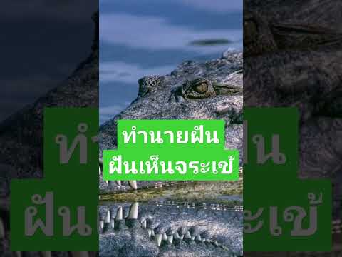 ทำนายฝัน-ฝันเห็นจระเข้ +เลขมงคล