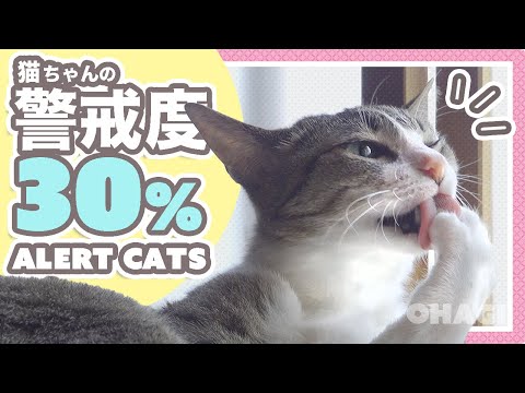 猫ちゃんの警戒度30%