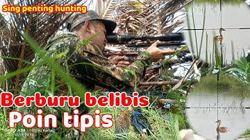 Berburu Belibis kembang dan mandar biru// poin tipis cuma 2 ekor