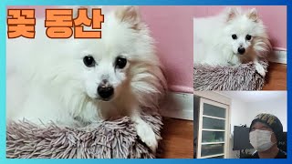 아이젠,동물교감,강아지교감,강아지환생,환생하는 강아지만나기.#교감신청은 카톡knj8801로 안내 받으실수 있습니다.