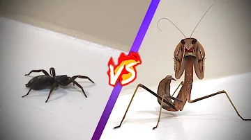Angry Mantis Rips Spider’s Legs Off Then Eats It Alive - Praying Mantis VS Spider