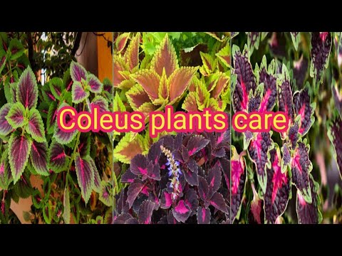 Video: Coleus, En Potteplante Som Pryder Hagen Om Sommeren