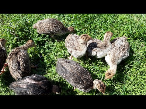 Video: Uşağınız üçün Hinduşka Bişirmək üçün Necə