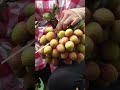Harvesting Lychee… Then a Giant Snake Appeared 😱 #shorts