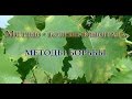 Милдью - болезнь винограда, методы борьбы