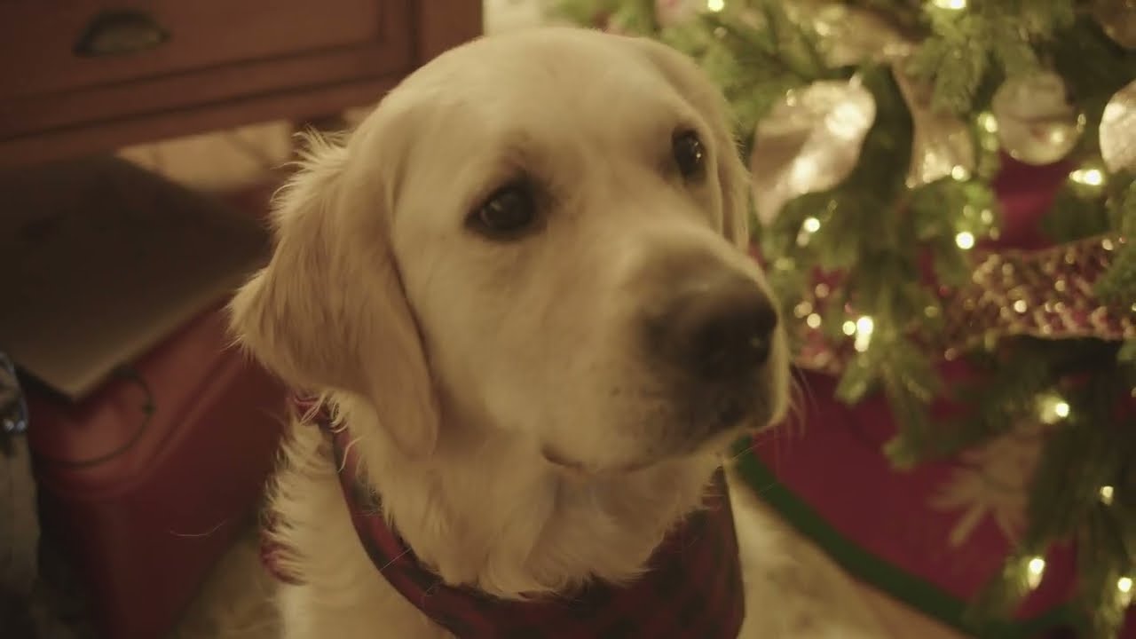 All Roscoe Wants for Christmas is You