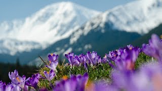 Peaceful Music, Instrumental Music,