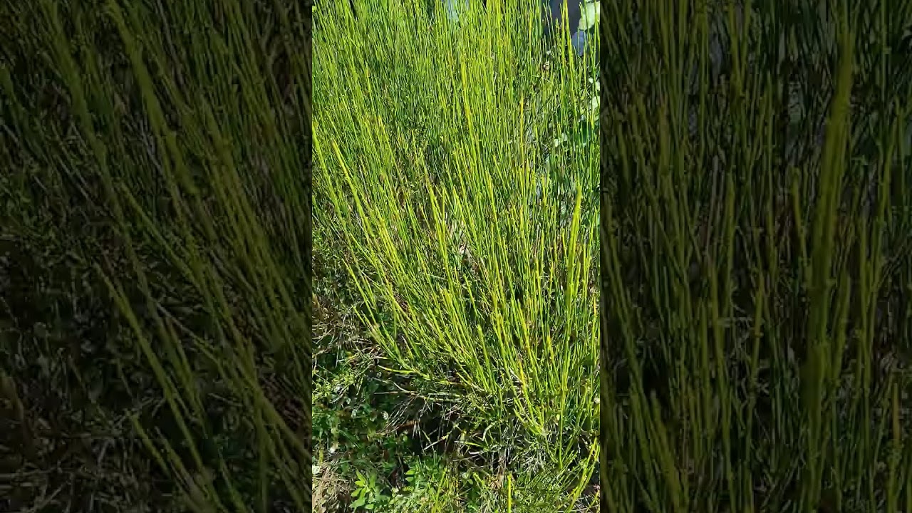 Zanót a kertben és amit tudni érdemes róla