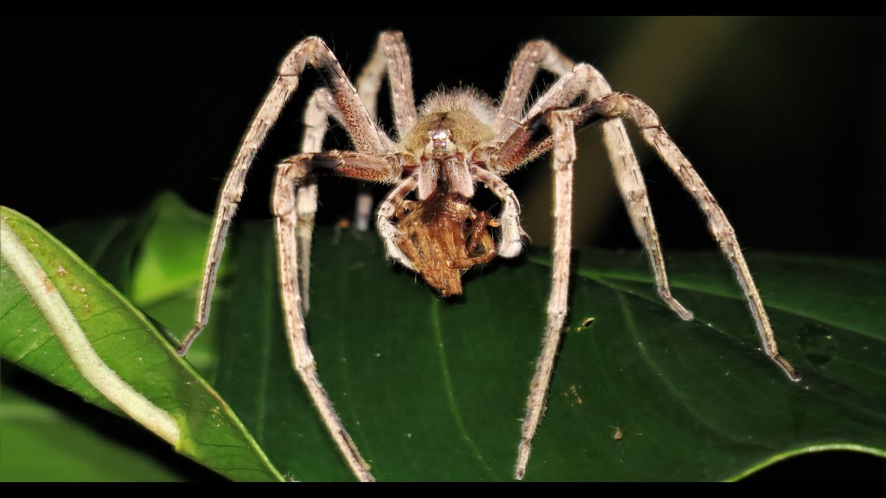 brazilian wandering spider youtube