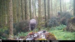 Buzzard Thumped by Goshawk