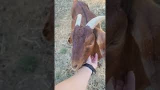 Goats Are Always Pushing Each Other Around To Figure Out Pecking Order & They Love To Eat My Shirt.