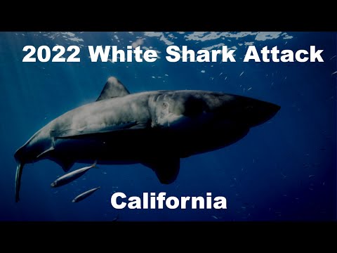 🦈2022 Shark Attack California Great White Shark Jared Trainor