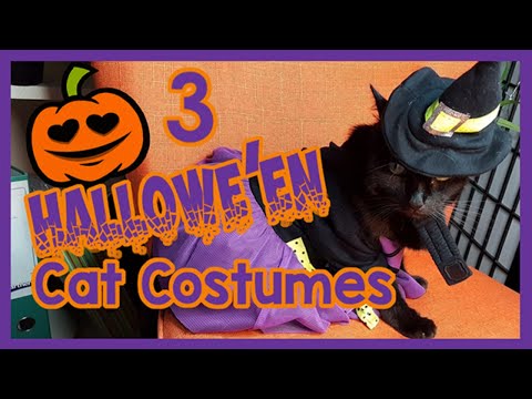 هالوين ازياء للقطط - 3 ملابس القط لطيف بجنون! 🎃