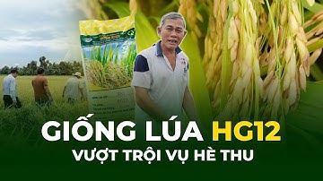 Giống Lúa HG 12 đã khẳng định với nhà nông rất thích nghi với vụ Hè Thu 2025