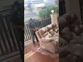 Madurai Iyer bungalow sofa and mattress shampoo scrubbing cleaning #cleaningexpert #deepcleaning📞💥🔥