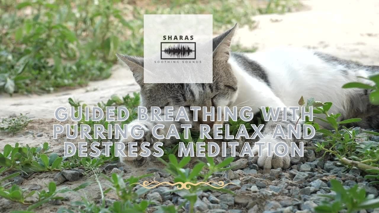 Curated visual reference: Guided Breathing With Purring Cat Relax And Destress Meditation Photo Inspiration
