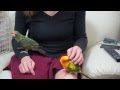 甘えん坊インコ